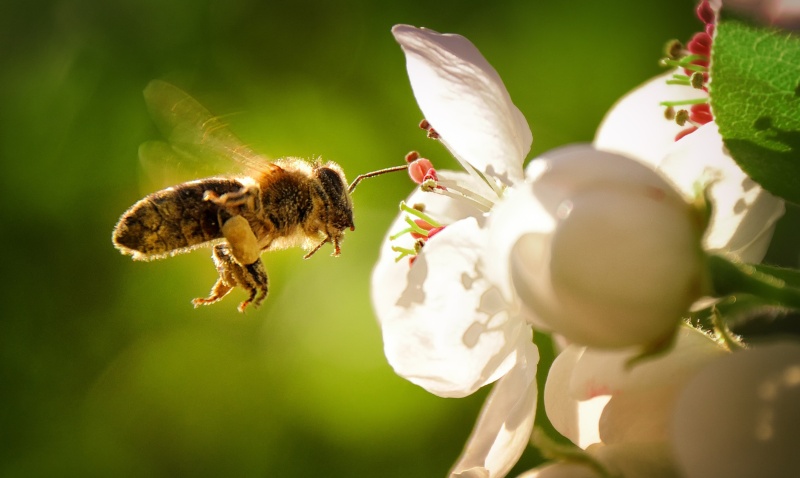 polen de abeja