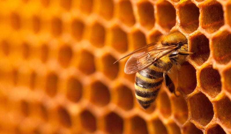 Polen de abeja. Gránulos cargados de nutrientes. - Blog