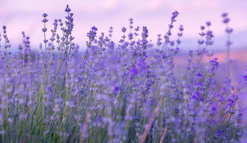infusión de lavanda