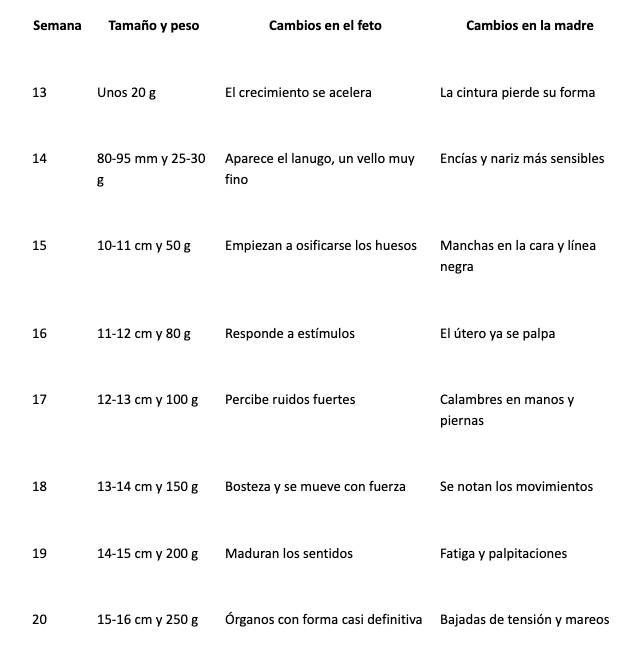 Tabla informativa sobre la evolución del tamaño y peso del feto entre a partir de las 12 semanas de embarazo y hasta la 20, junto con los cambios que se van produciendo en la madre.