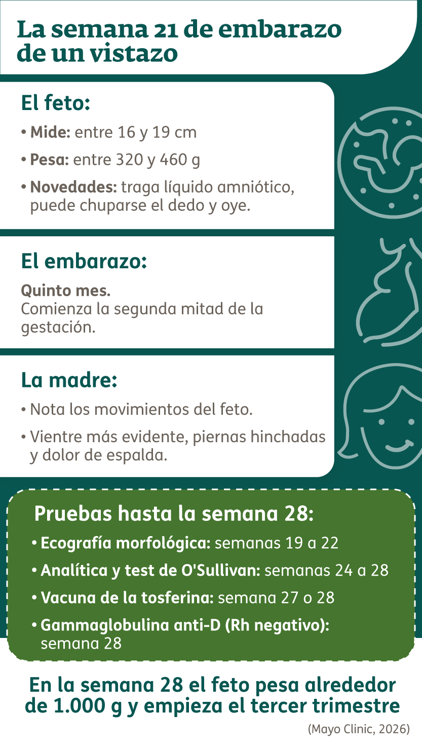 Infografía - 21 semanas de embarazo