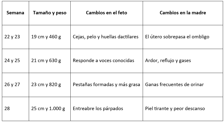 tabla sobre la evolución del embarazo en la semana 22 a la 28