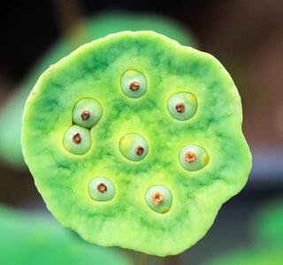 Tripofobia o fobia a los agujeros