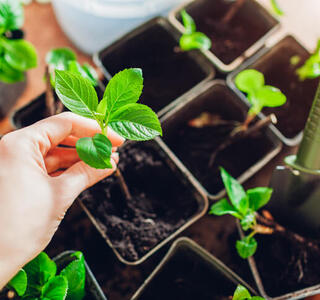 cultivar plantas comestibles en casa