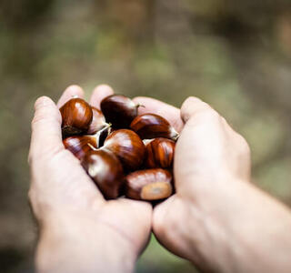 castañas para las hemorroides