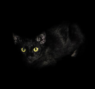 ojos de los animales en la oscuridad