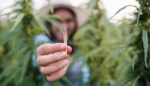 Cannabis