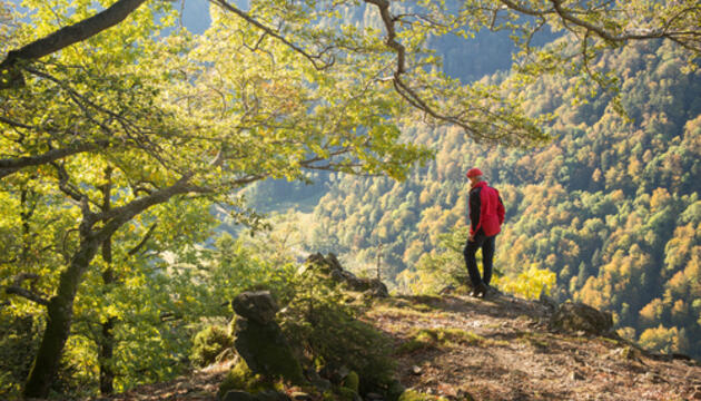 Sumergirse en la naturaleza, una práctica saludable en auge en España Baño de bosque