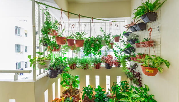 Cultivar plantas comestibles: color y sabor para tu hogar
