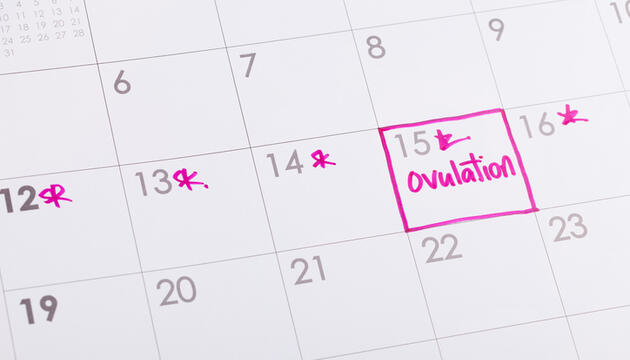 La ovulación: calendario de días fértiles