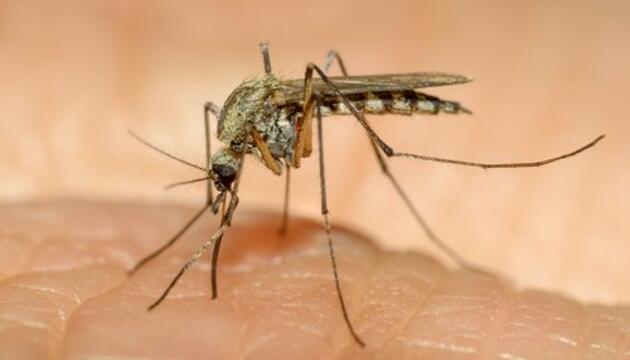 virus zika virus zika